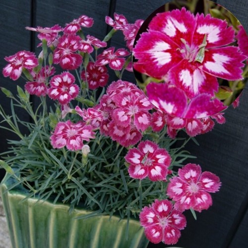 Dianthus plumarius 'Angel of Desire' - Sulgnelk 'Angel of Desire'  